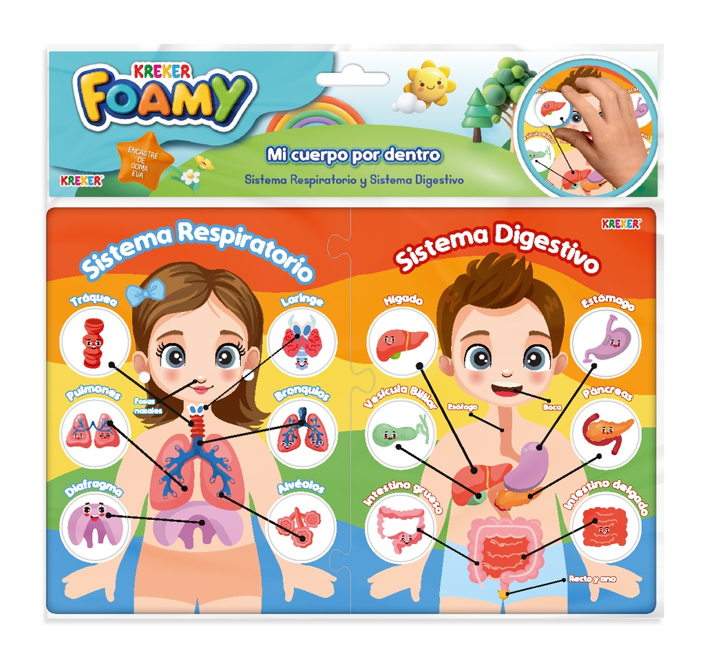 JUEGO KREKER SISTEMA RESPIRATORIO Y DIGESTIVO